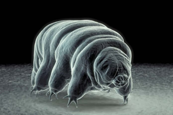 Image showing tardigrade