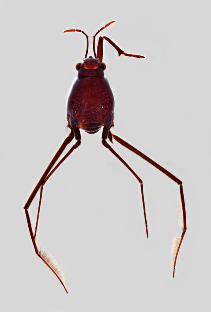 Dorsal view of a female Halobates micansspecimen