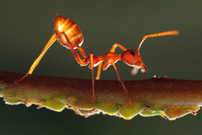 Image showing yellow ant