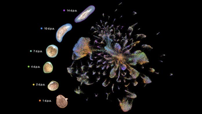 cellular complexity of flatworm regeneration