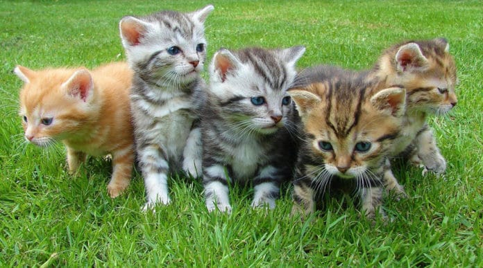 Image showing kittens