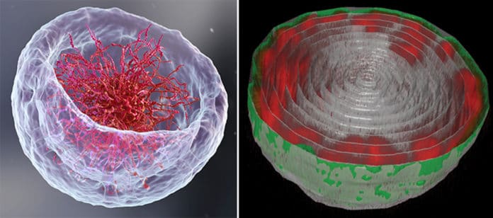 A 3D illustration of the nucleus