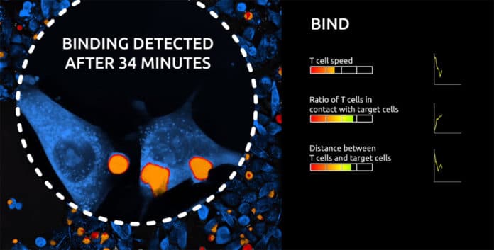Watching and analyzing T cells attack cancer cells in real time