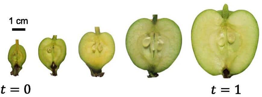 apple cross sections at different stages of growth