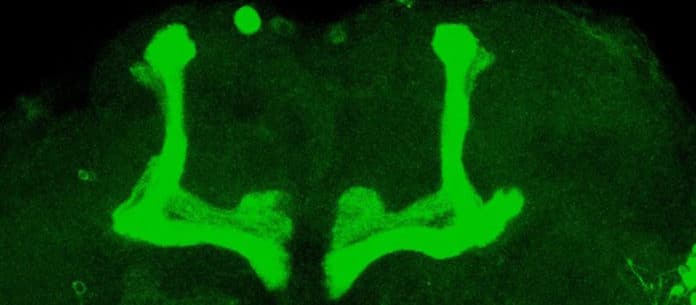 Neurons in drosophila brain