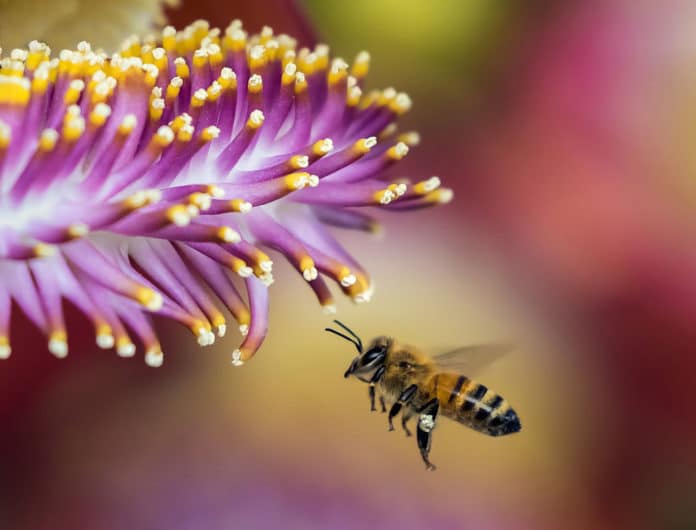 Image showing honeybee