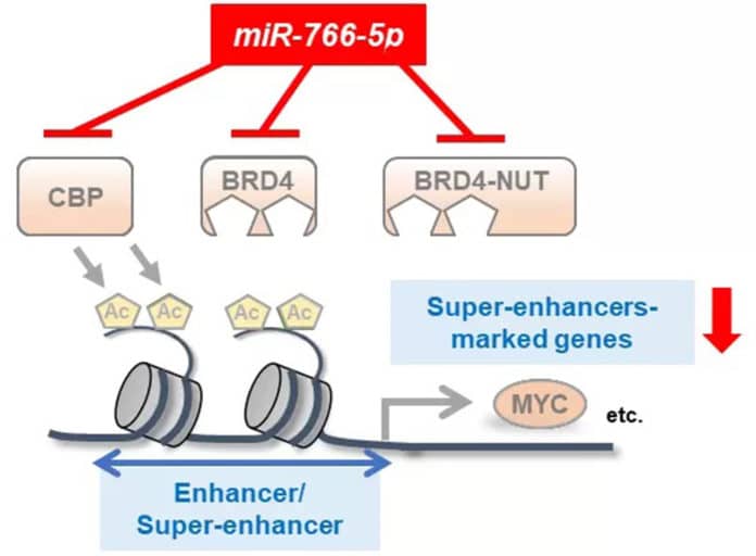 Diagram summarizing the mechanism by which miR-766-5p reduces the activity of super-enhancers in cancer cells