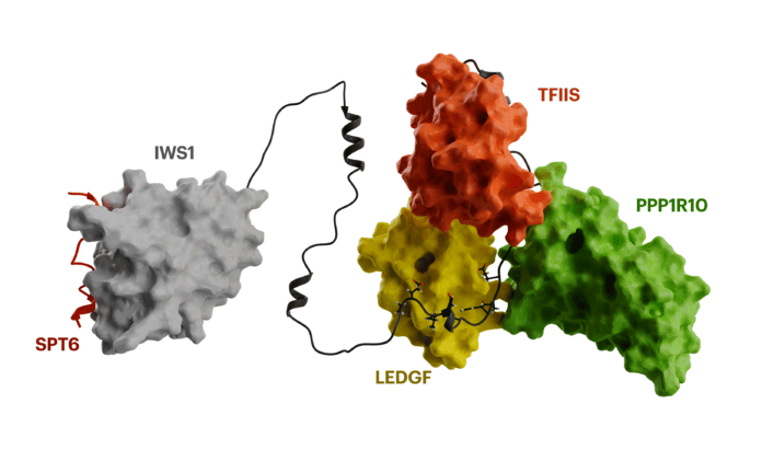 IWS1 protein – a central organizer of the transcription elongation machinery (Design: Tomáš Belloň / IOCB Prague)