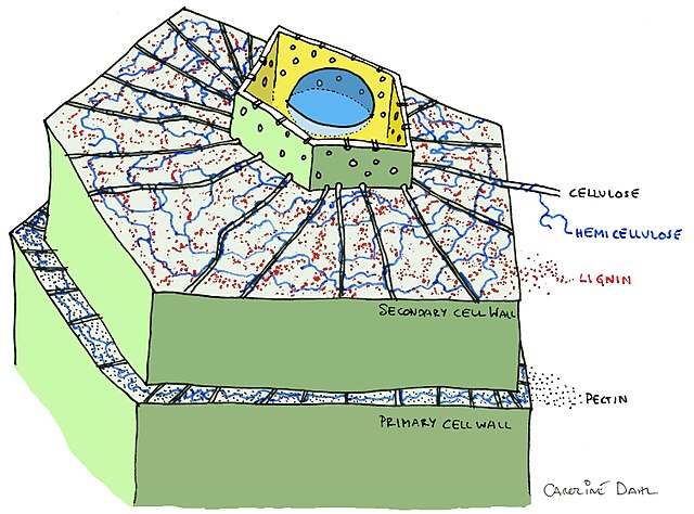 Plant cell components