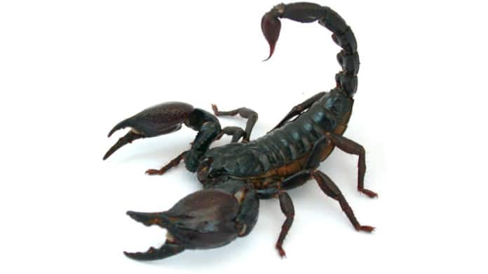 Scorpion species Heterometrus sp.