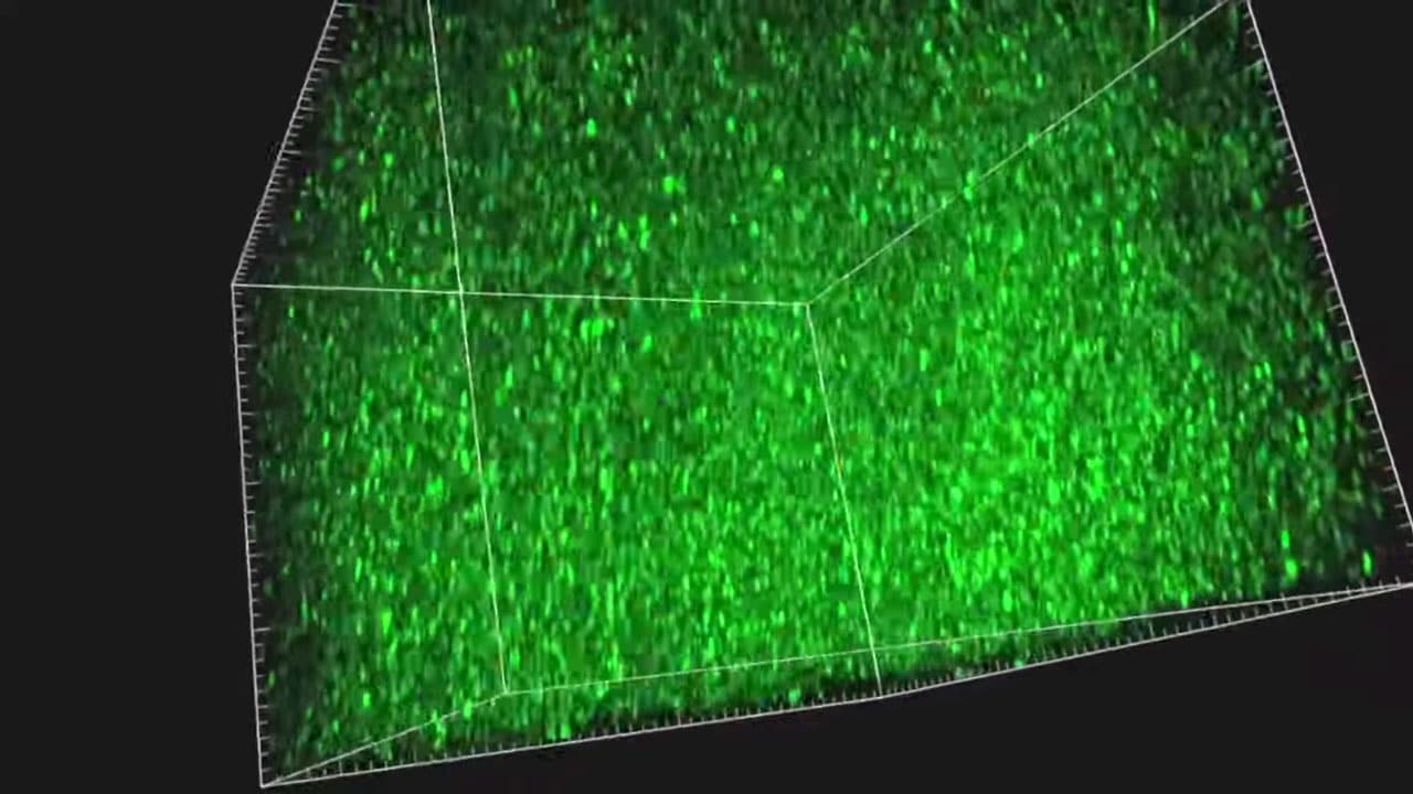 3D Brain Synapses in Mice