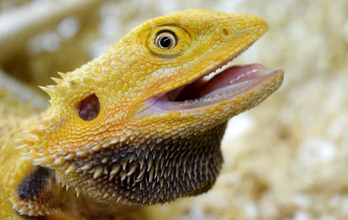 Central bearded dragon lizard (Pogona vitticeps) showing his teeth.