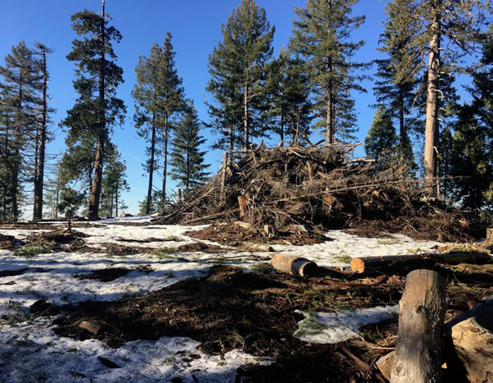 Forest thinning treatments can generate massive piles of wood residues that are often burnt or left to decay, releasing carbon dioxide into the atmosphere. (UC Berkeley photo by Bodie Cabiyo)