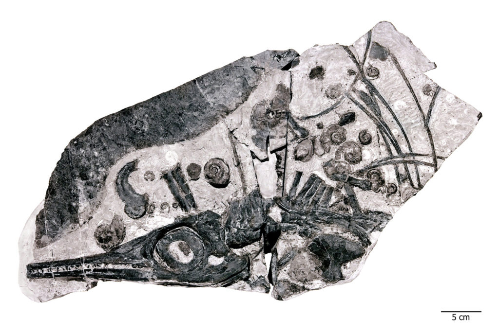 An ichthyosaur fossil surrounded by the shells of ammonites, the food source that possibly fueled their growth to huge. Photo by Georg Oleschinski courtesy of the University of Bonn, Germany.