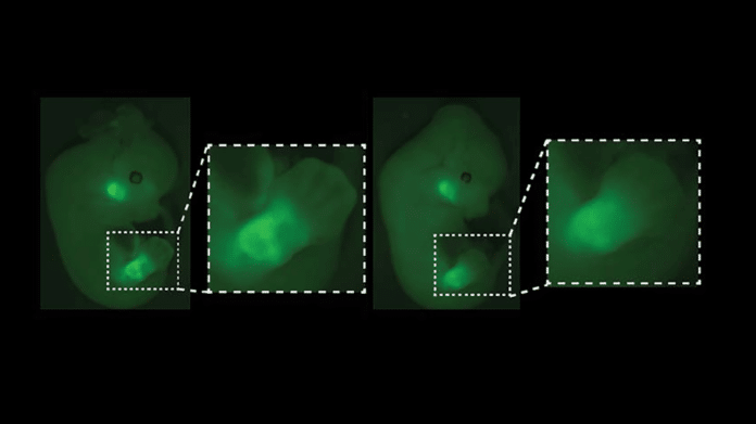 Fluorescence visualisation of Pitx1 gene expression