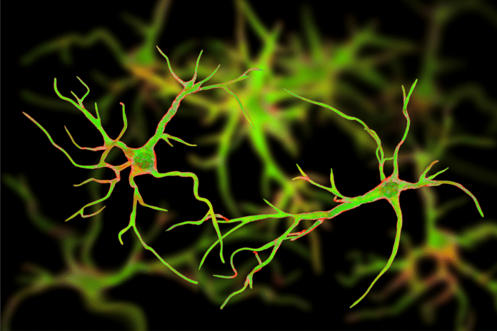 Image showing astrocyte nerve cells