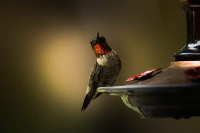 An adult male ruby-throated hummingbird