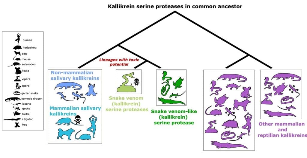 Kallikreins serine proteases in common ancestor