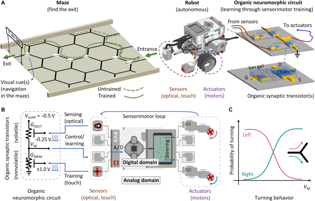 Path-planning robot with an organic neuromorphic circuit for sensorimotor integration.