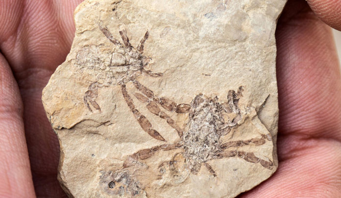 fossil crab Callichimaera perplexa