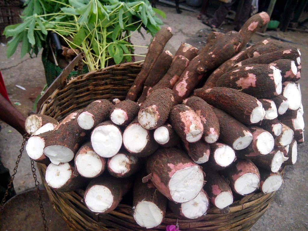 Cassava, a drought-resistant edible plant grown by the ancient Maya. Credit: Thamizhpparithi Maari