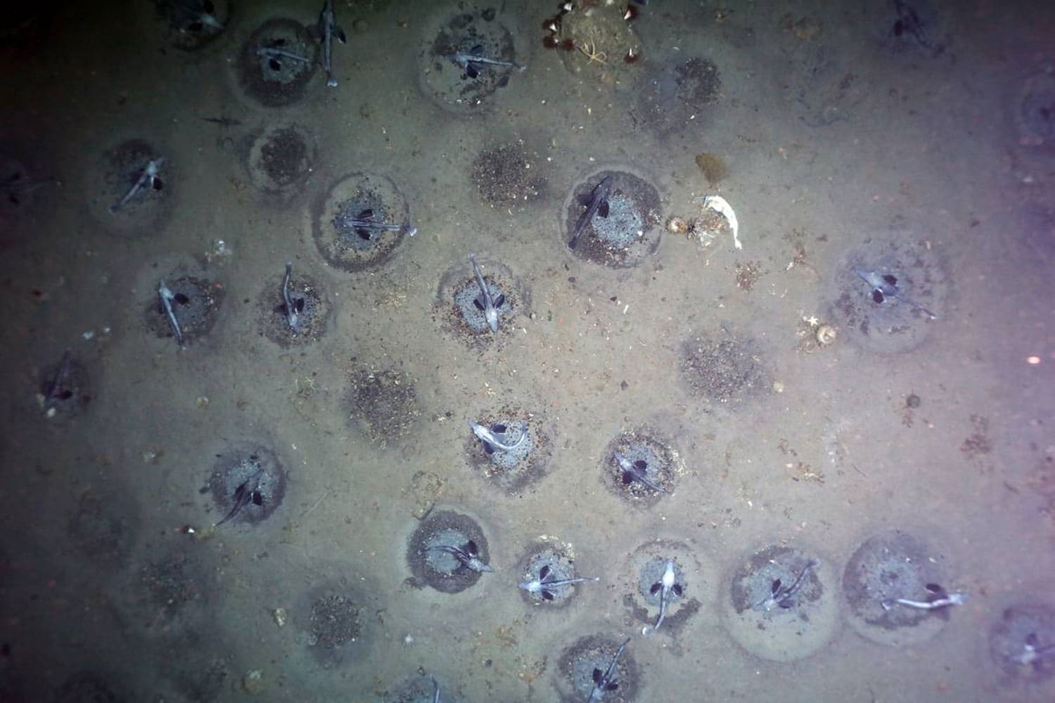 World’s largest fishing colony discovered in Antarctica thumbnail
