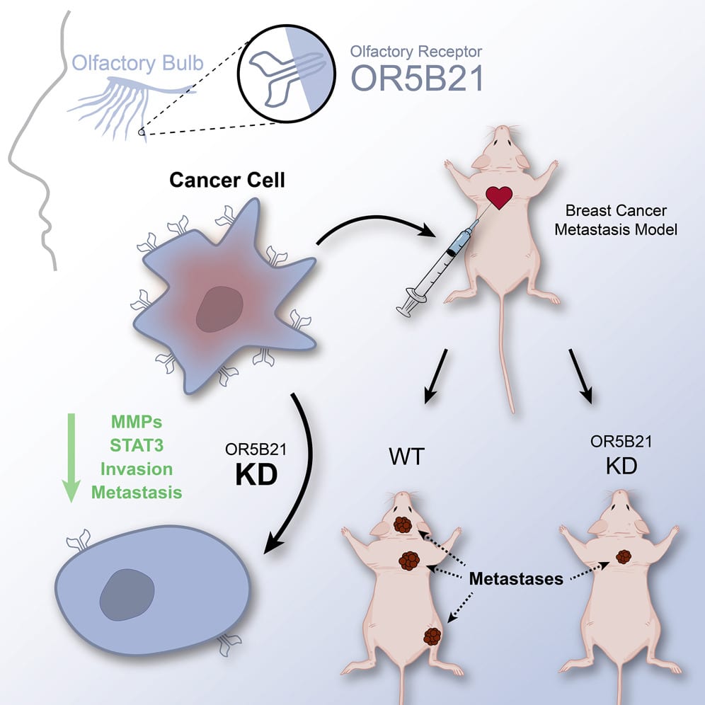Olfactory receptor 5B21 drives breast cancer metastasis