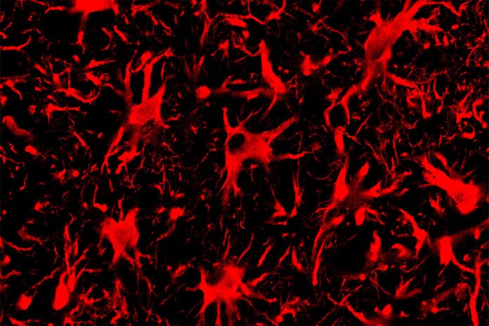 Spinal cord astrocytes