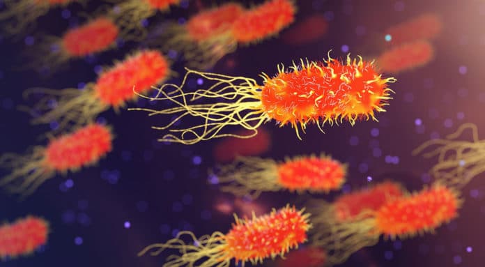 The showing bacteria in orange color
