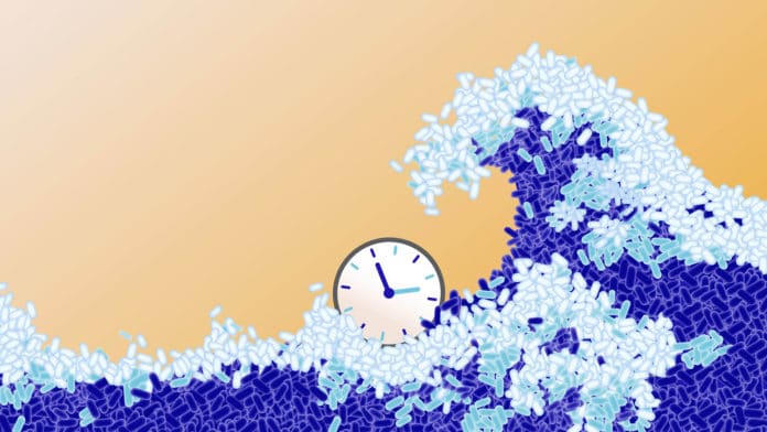 depiction of cells in the clock-and-wavefront process