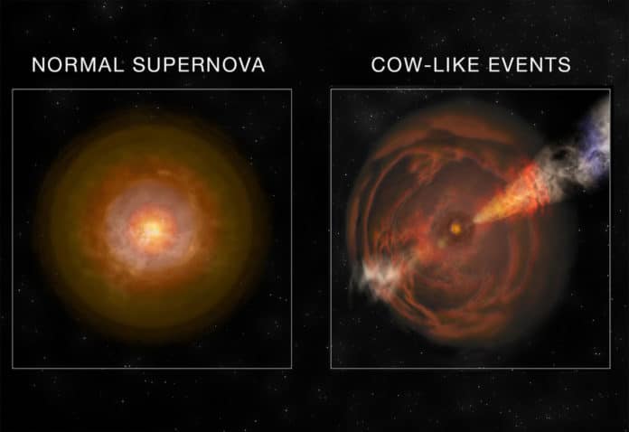 Cow-like supernova