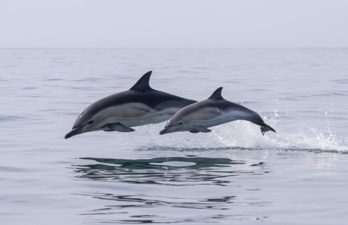dolphins jumping over the sea