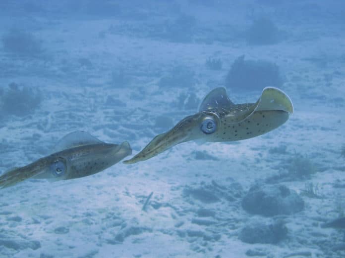Image showing squid underwater