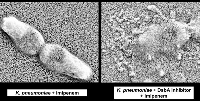 Comparison of an antibiotic resistant strain of K