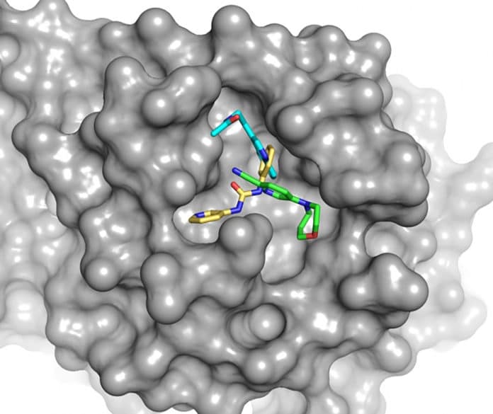 coronavirus's protein-depleting enzyme