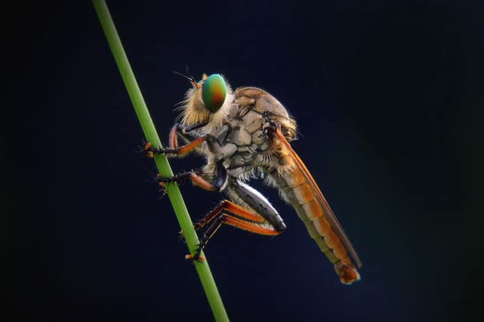 Image showing robber fly