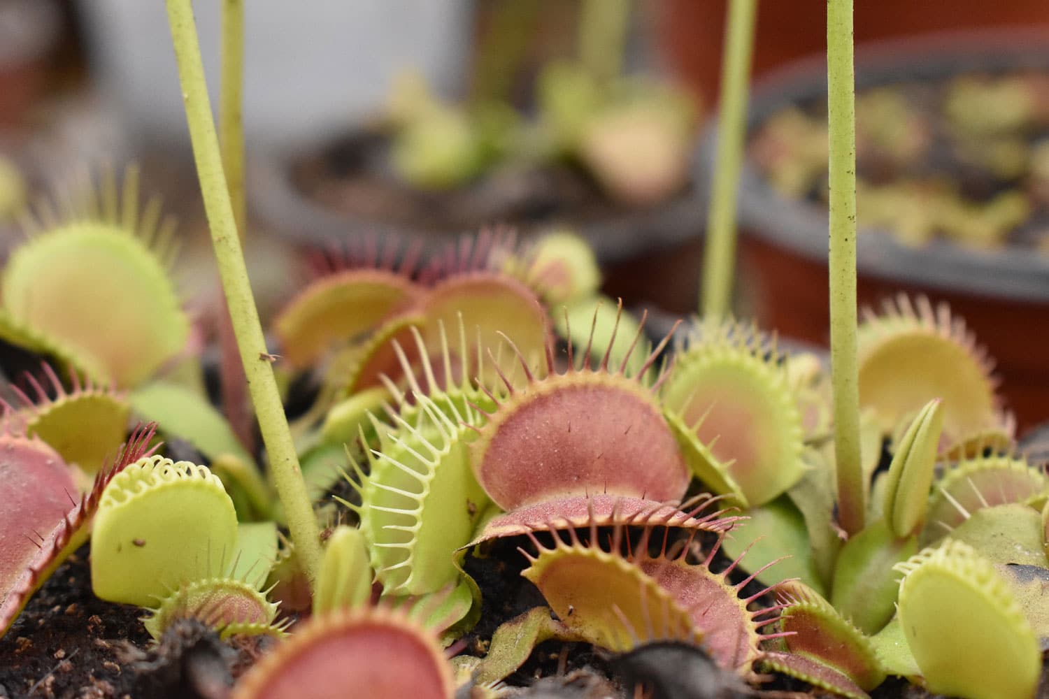 Study revealed a protein channel that enables Venus flytrap plants to snap ...