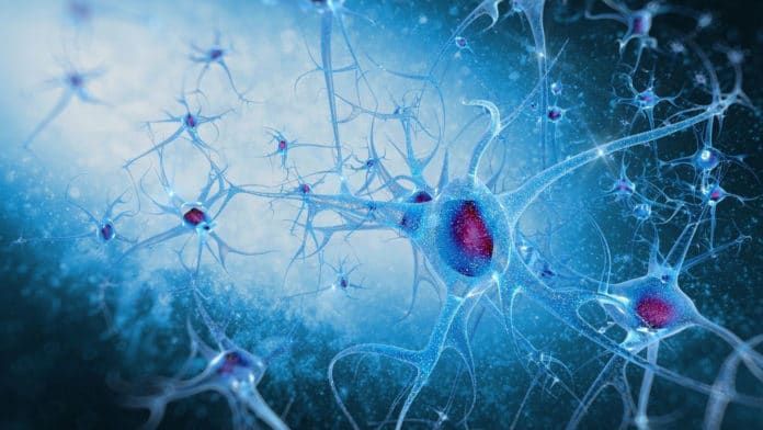 Image showing brain cells