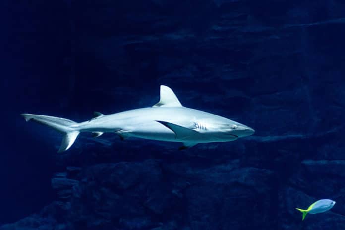 Image showing Megalodon shark