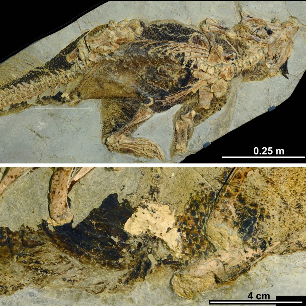 Psittacosaurus specimen