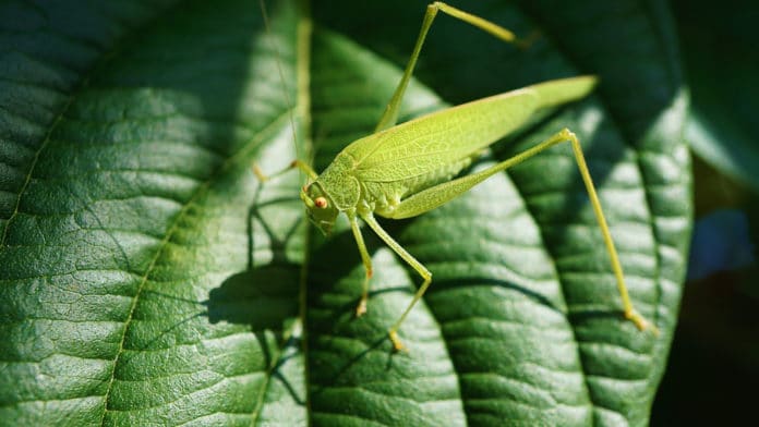 Image showing grasshopper