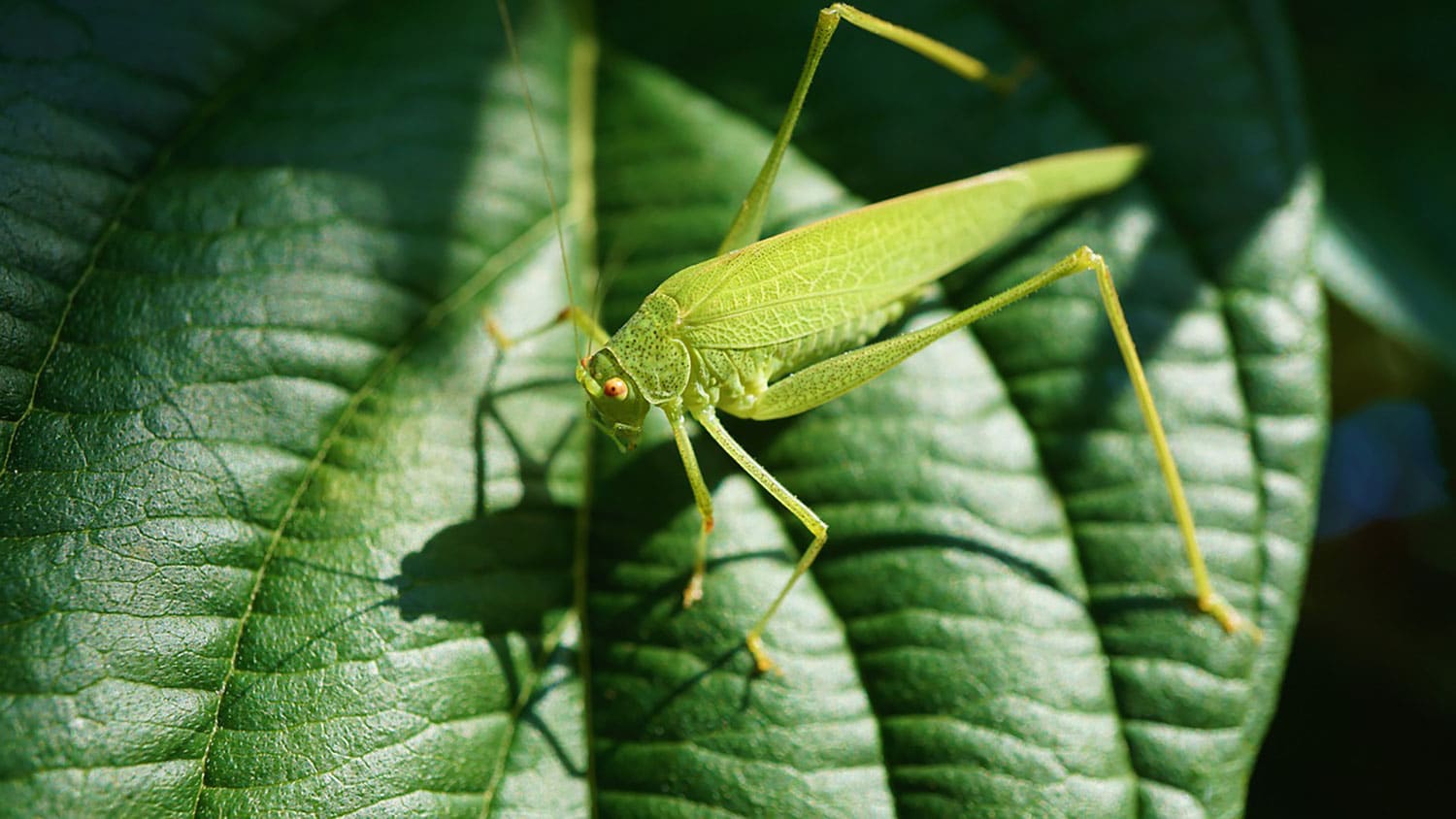 What do grasshoppers eat? thumbnail