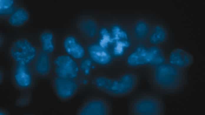 mouse cell is dividing abnormally