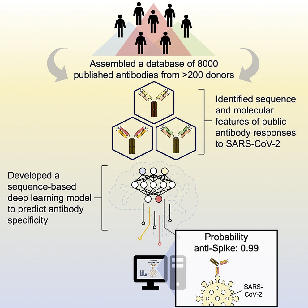 A large-scale systematic survey reveals recurring molecular features of public antibody responses to SARS-CoV-2