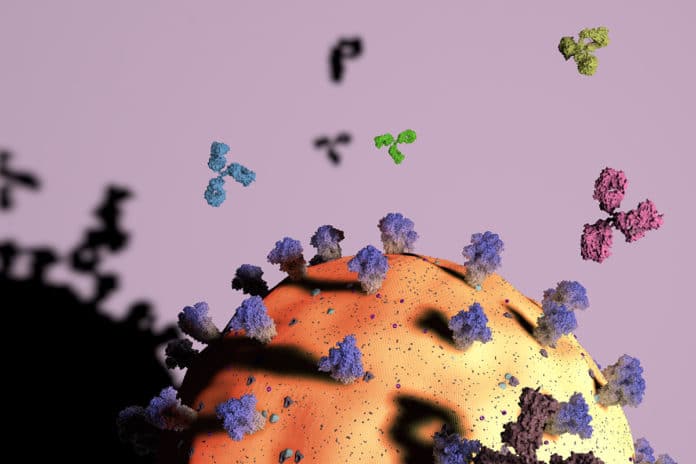 Different antibodies (green, aqua, pink) attack different parts of the SARS-CoV-2 viral particle (yellow/orange sphere). The virus’s spike proteins (purple) are a key antibody target, with some antibodies attaching to the top (darker purple) and others to the stem (paler zone).