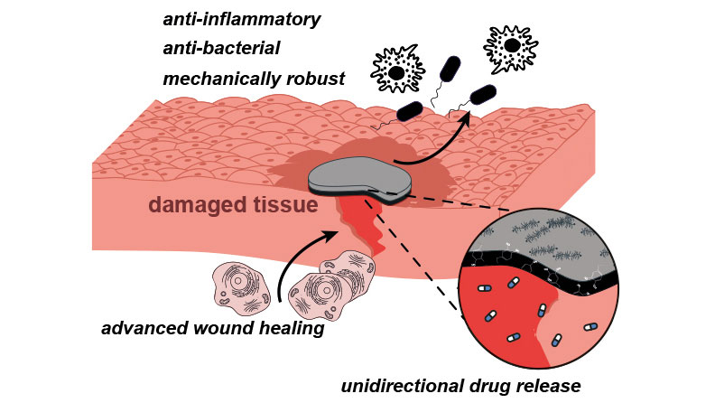 Schematic representation of the most important functional principles of the newly developed film for woundhealing