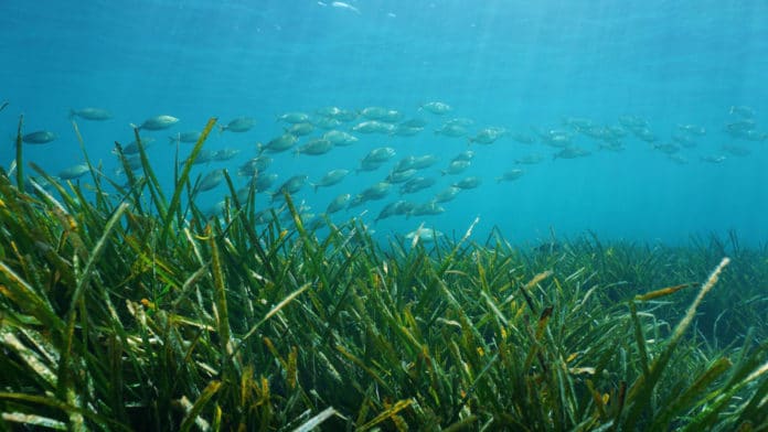 Image showing seagrass