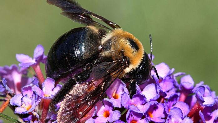 Image showing carpenter bee