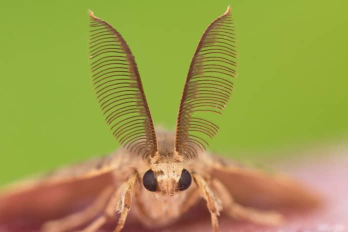 Image showing moth