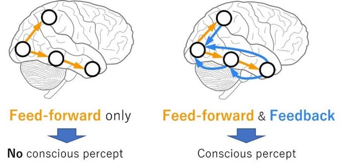 mportance of bidirectionality for consciousness